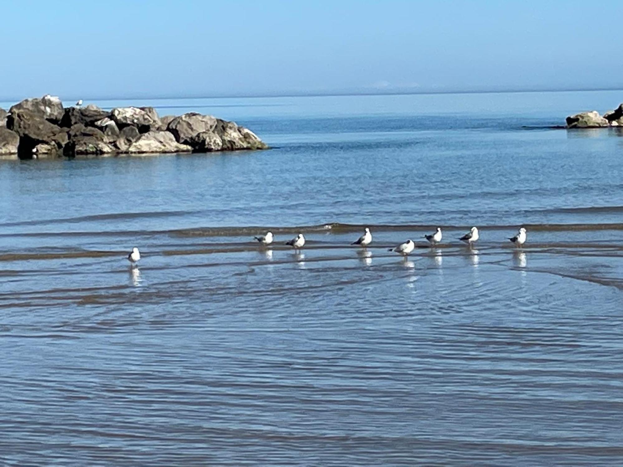 Le Ortensie In Centro E Vicino Al Mare Pescara Dış mekan fotoğraf